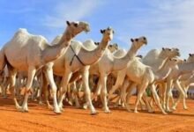 غضب وغليان وسط أصحاب الهجن.. والسبب سعد العمدة!! 12 images 8