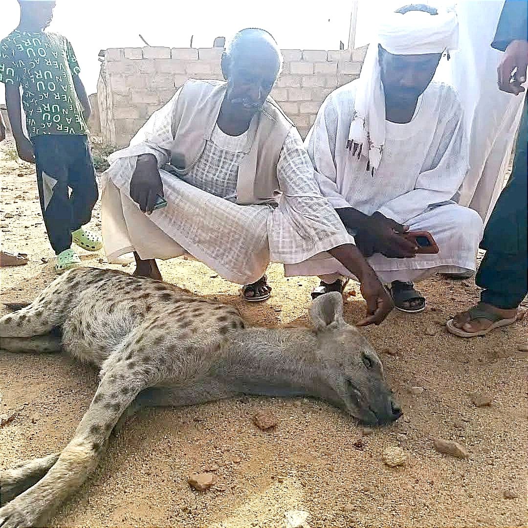 اصطياد ضبع أثار القلق بحجر العسل 11 IMG 20260729 184202
