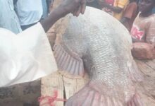 تفاصيل صيد أكبر سمكة في السودان..رقم قياسي 12 IMG 20260811 WA0572