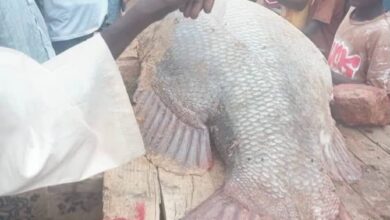 تفاصيل صيد أكبر سمكة في السودان..رقم قياسي 17 IMG 20260811 WA0572