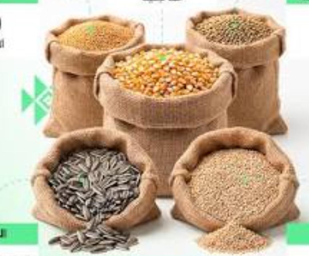 غياب الدور الحكومي.. قفزة تصاعدية في أسعار المحاصيل ببورصة القضارف 11 WA 1787072005738