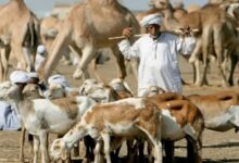 قد لا تصدق ماذا فعل أصحاب المواشي بمواشيهم بجنوب دارفور 13 IMG 20260913 WA0005